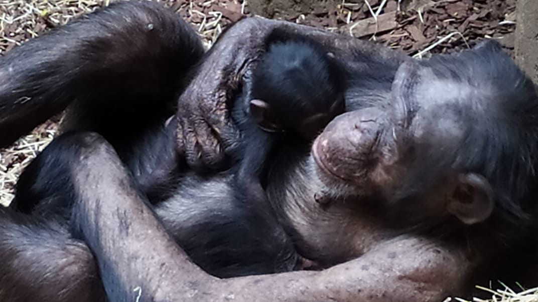 V ostravské zoo se po 10 letech narodilo mládě šimpanze